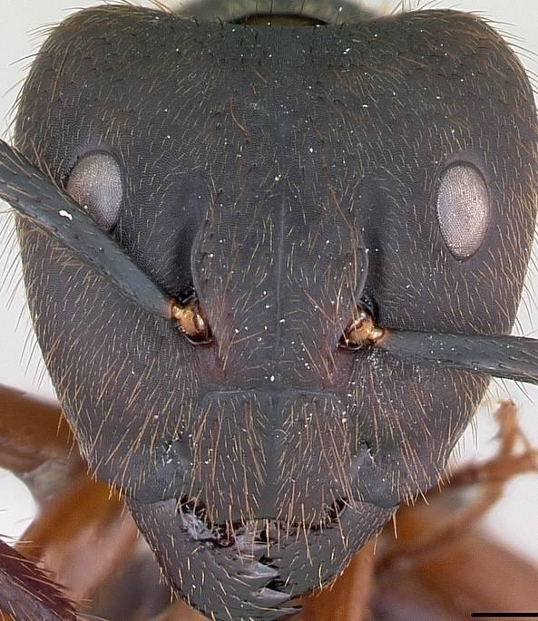 ●嫌悪アリの正面拡大写真