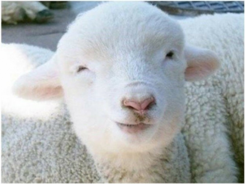我が国で羊をあまり飼わない理由