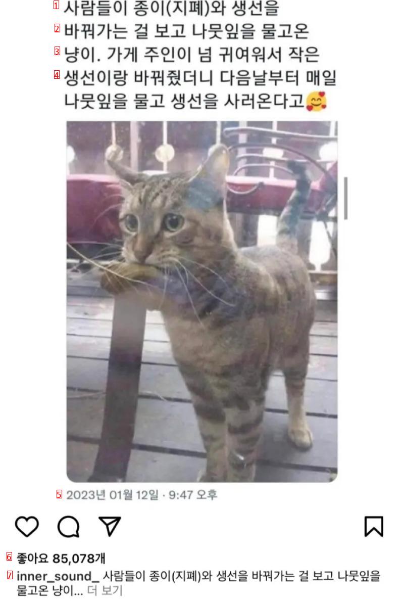 생선 사러 매일 오는 냥이