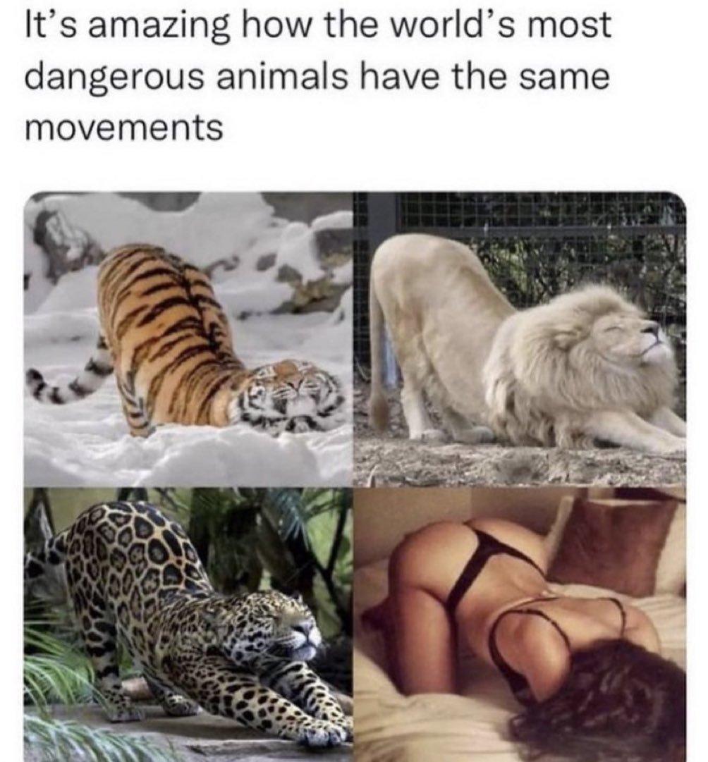 世界で最も危険な動物たちの共通の動き