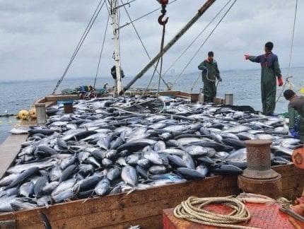 江陵水産物漁獲近況jpg