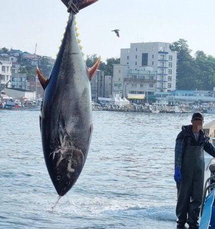 江陵水産物漁獲近況jpg