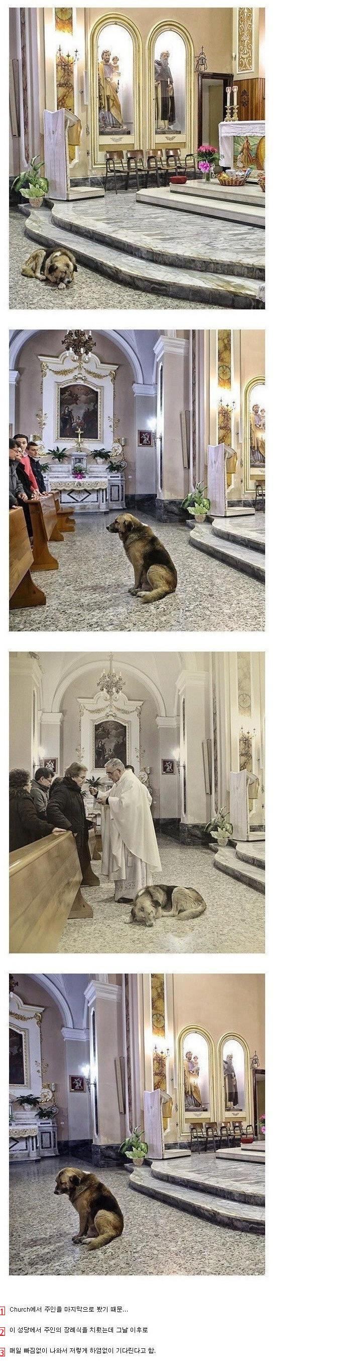 강아지가 매일 성당에 오는 이유.jpg