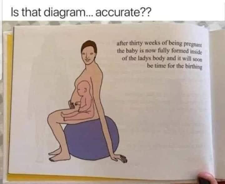 임신 설명하는 삽화