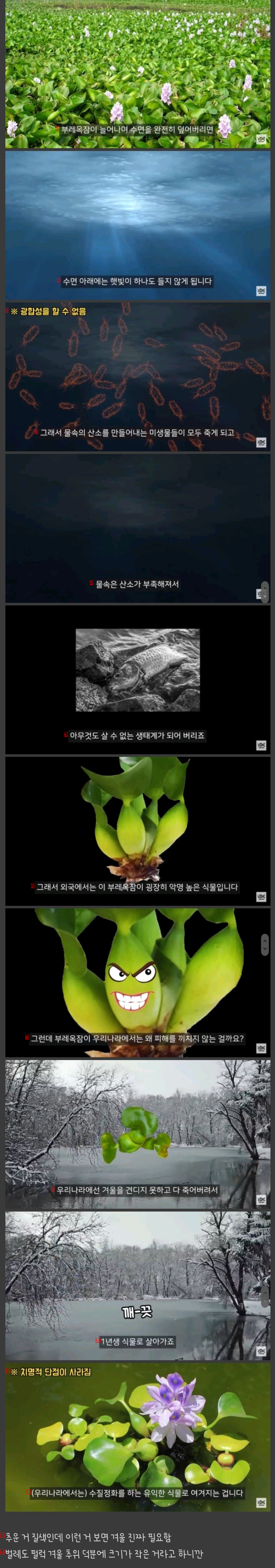 한국에선 인식이 좋은 잡초