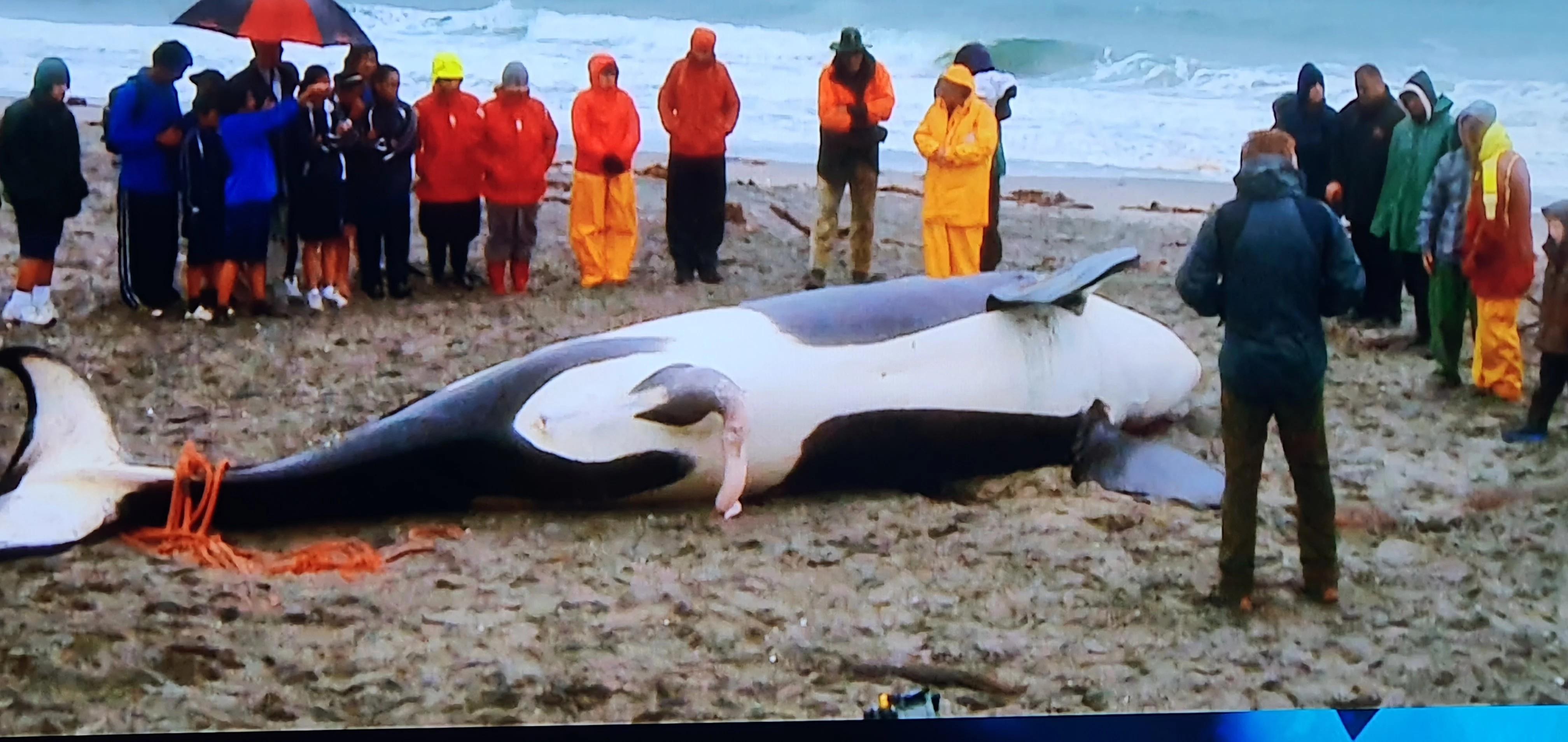 シャチ死亡