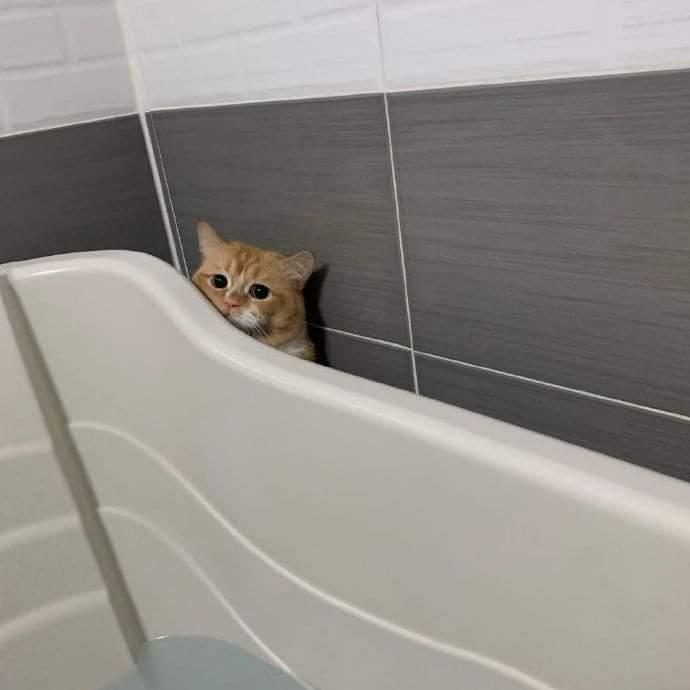목욕하기 싫은 고양이