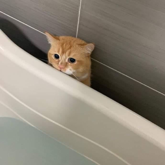 목욕하기 싫은 고양이