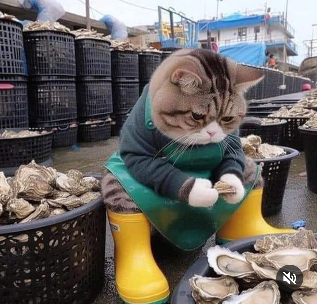 牡蠣剥き猫jpg