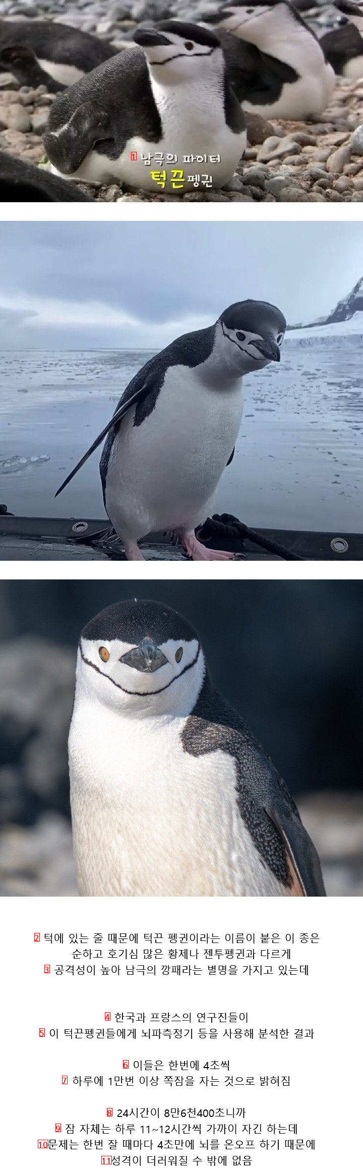 ニックネームが南極やくざのあごひもペンギンの秘密