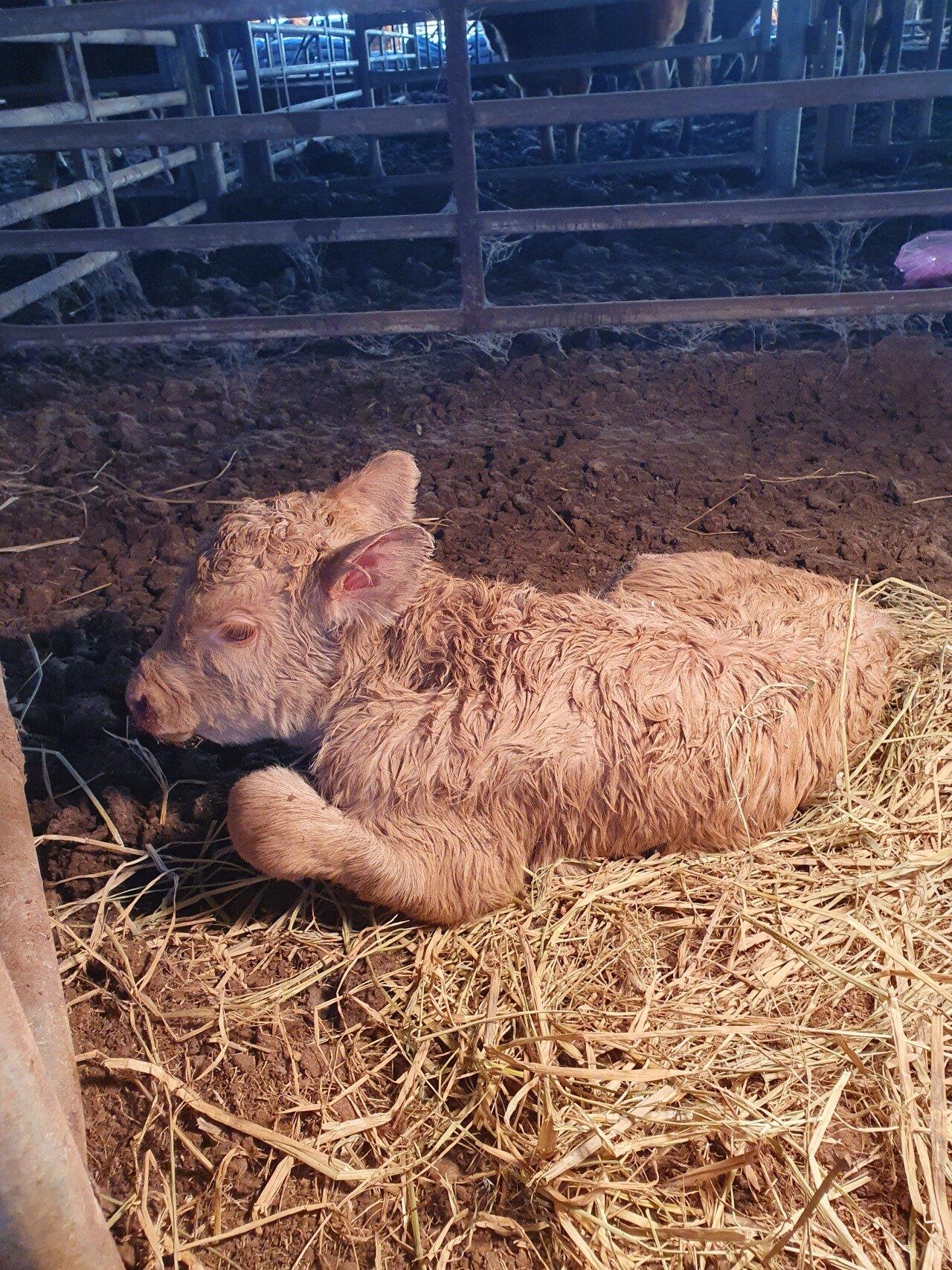 雄牛3連続誕生法守り