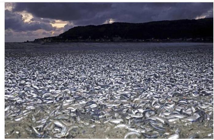 日本の海岸を覆った魚の死体に、中国人が「原因不明」を食べるな