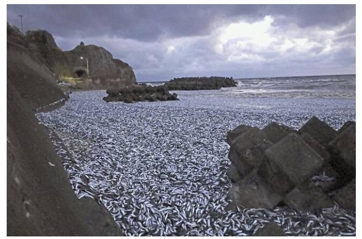 日本の海岸を覆った魚の死体に、中国人が「原因不明」を食べるな