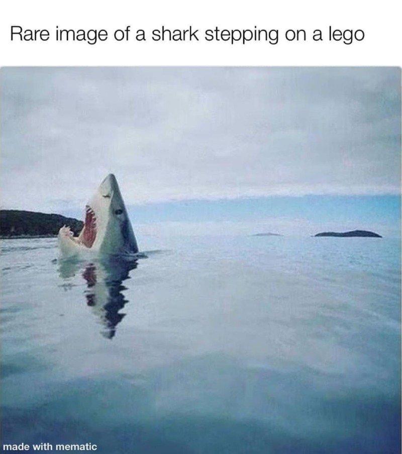 レゴ 踏んだ サメ