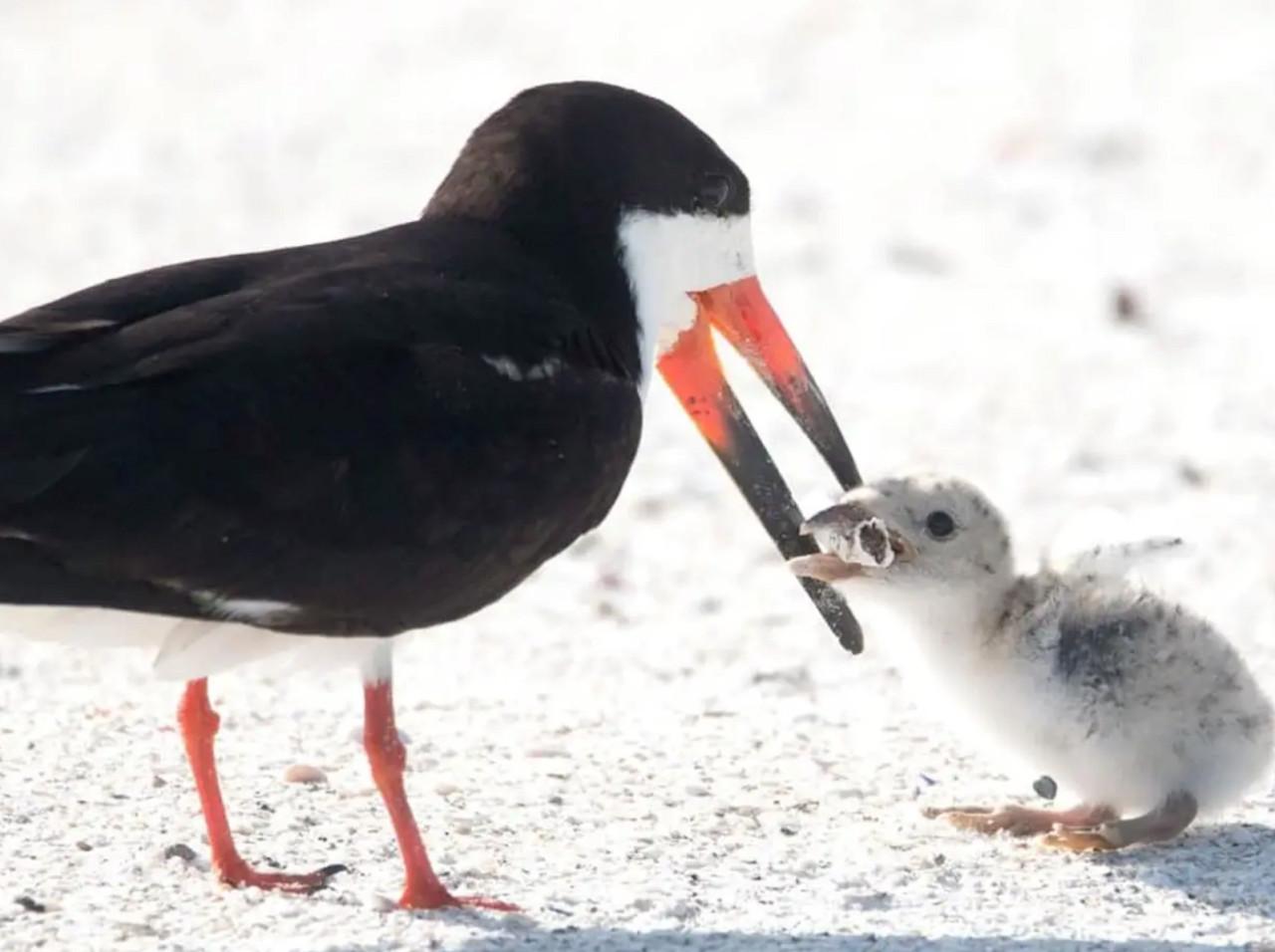 餌かと思って子に渡す親鳥