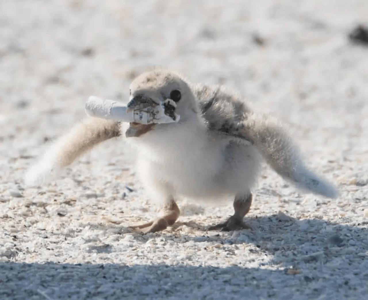 餌かと思って子に渡す親鳥