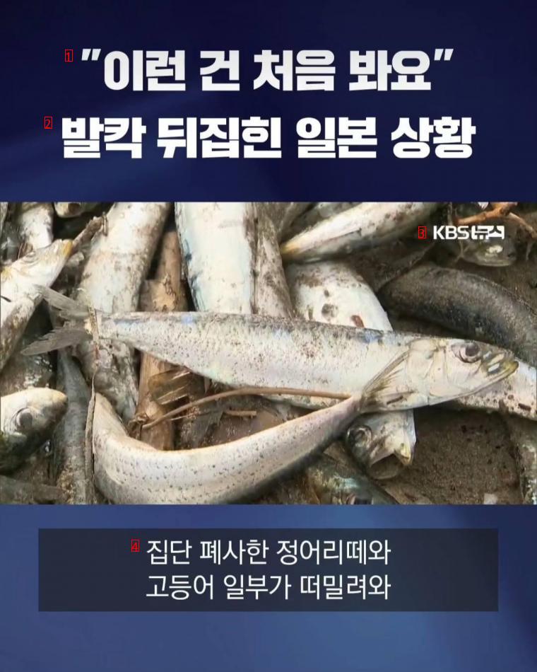 魚の死体で大騒ぎになった日本の近況