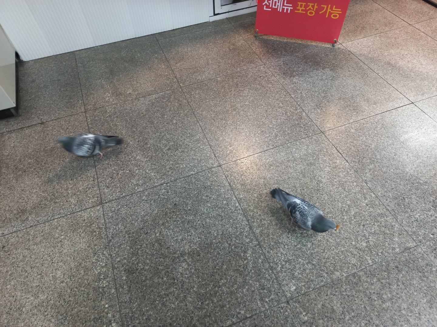 지하철 안에서 비둘기를 보았습니다.