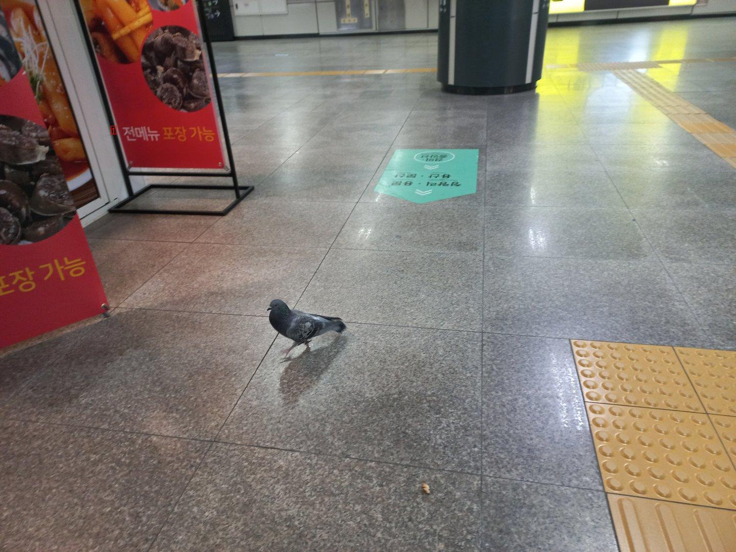 지하철 안에서 비둘기를 보았습니다.
