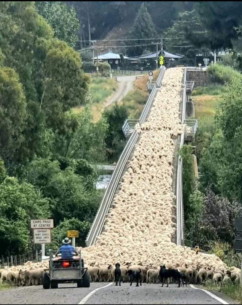 ニュージーランドで一般的な交通渋滞