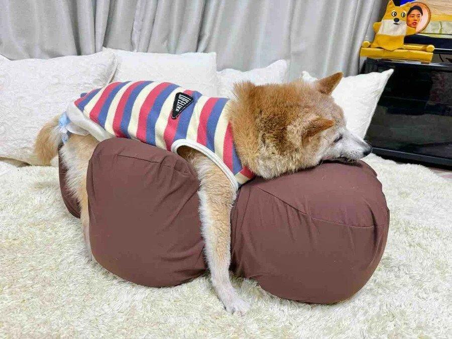 柴犬童子 近況jpg