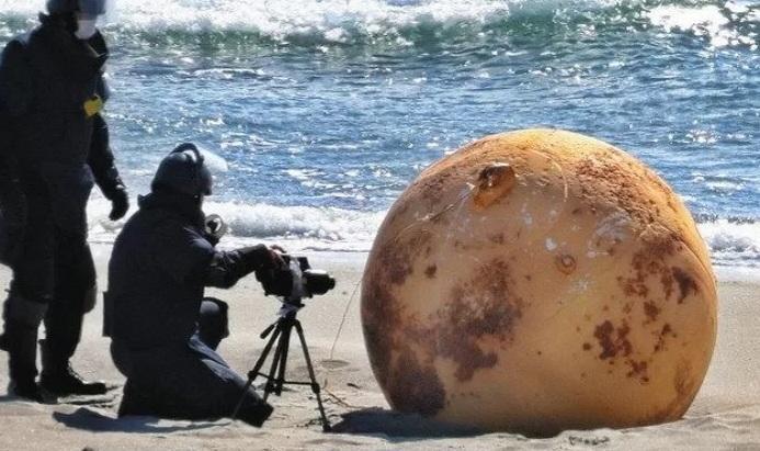 日本の海岸で発見されたイカピーナッツ