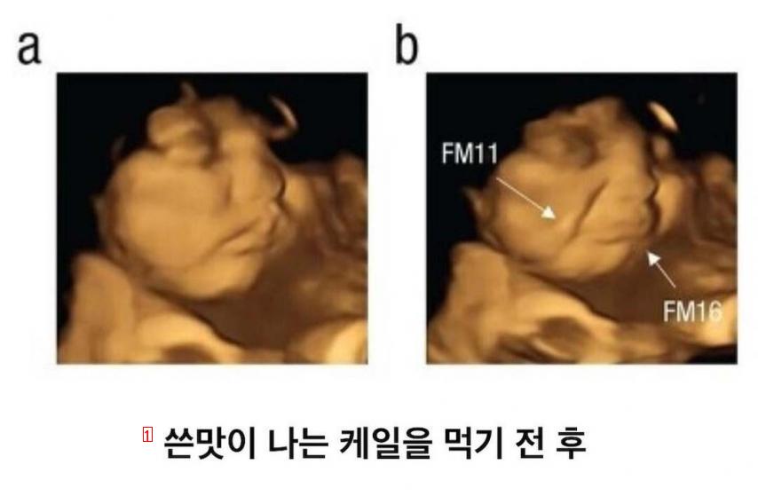 임신했을 때 아기가 먹고싶다는 말이 맞나봄