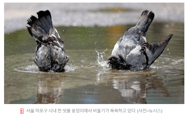 비둘기맘 먹이 금지법에 반발