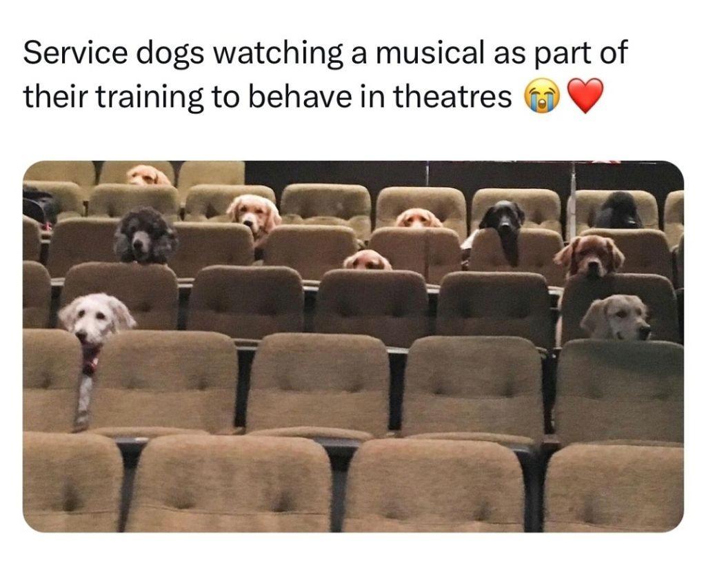 子犬たちが劇場に集まった理由