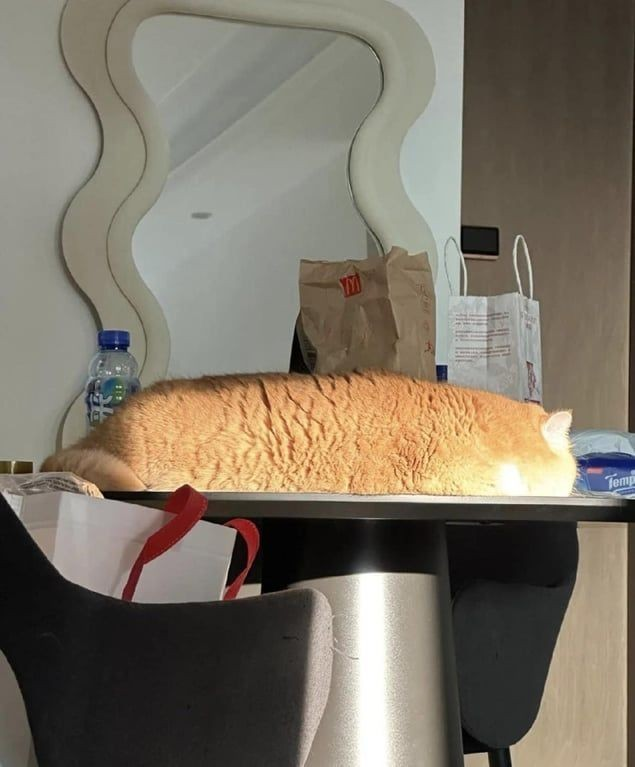 こんな完璧な食パンを焼く姿勢は初めてだ