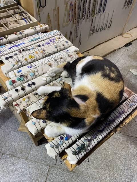 エジプト ヨルダン 猫 コレクション