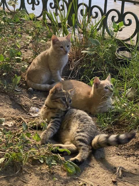 エジプト ヨルダン 猫 コレクション