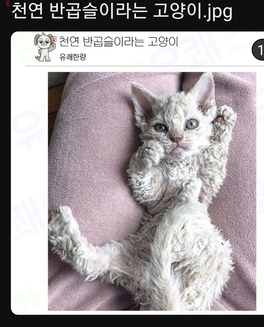 천연 반곱슬 냥이