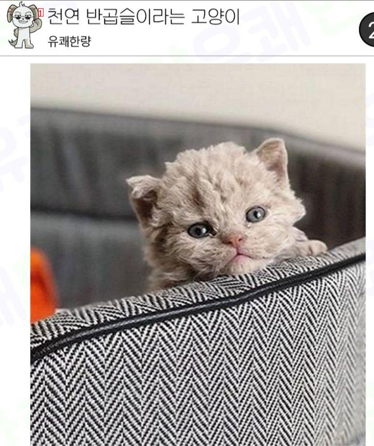 천연 반곱슬 냥이