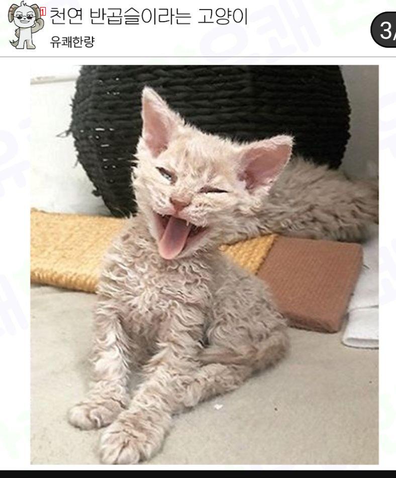 천연 반곱슬 냥이