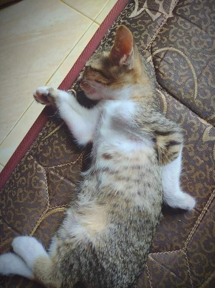 非常にエジプト的に眠る猫