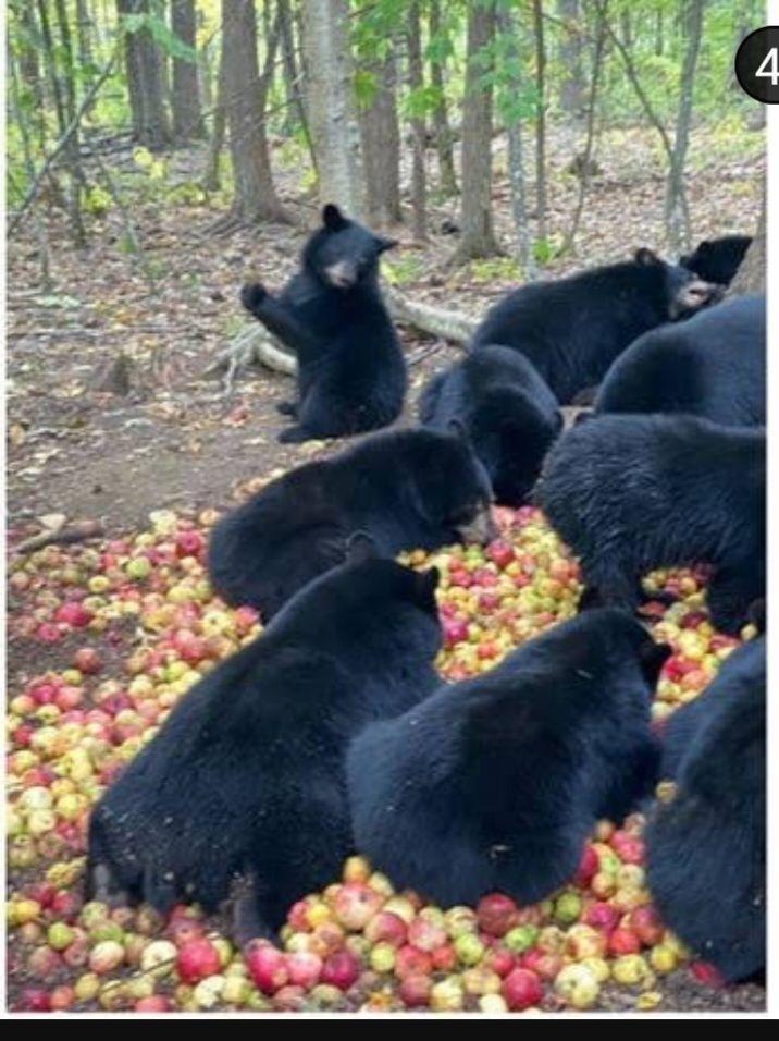 사과 파티열린 곰들