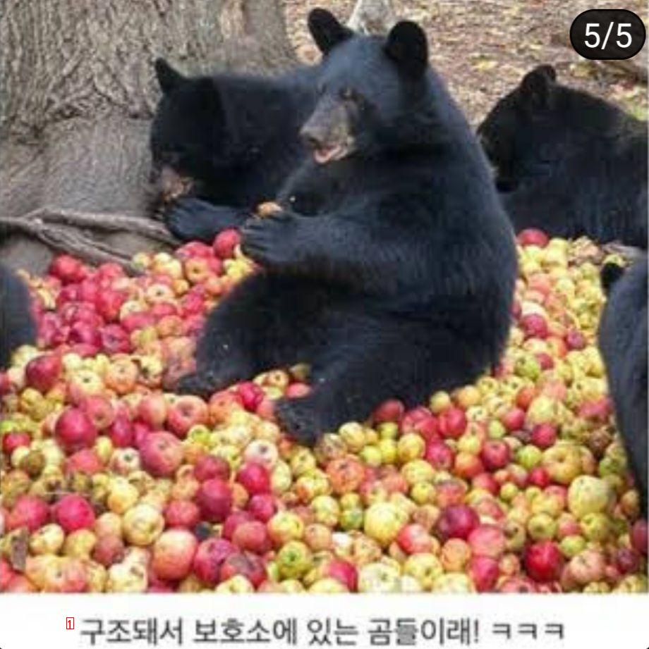 사과 파티열린 곰들