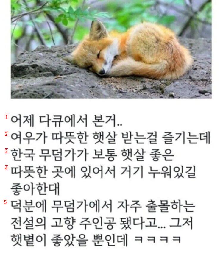 한국 전래동화에 여우가 악역으로 등장하는 이유