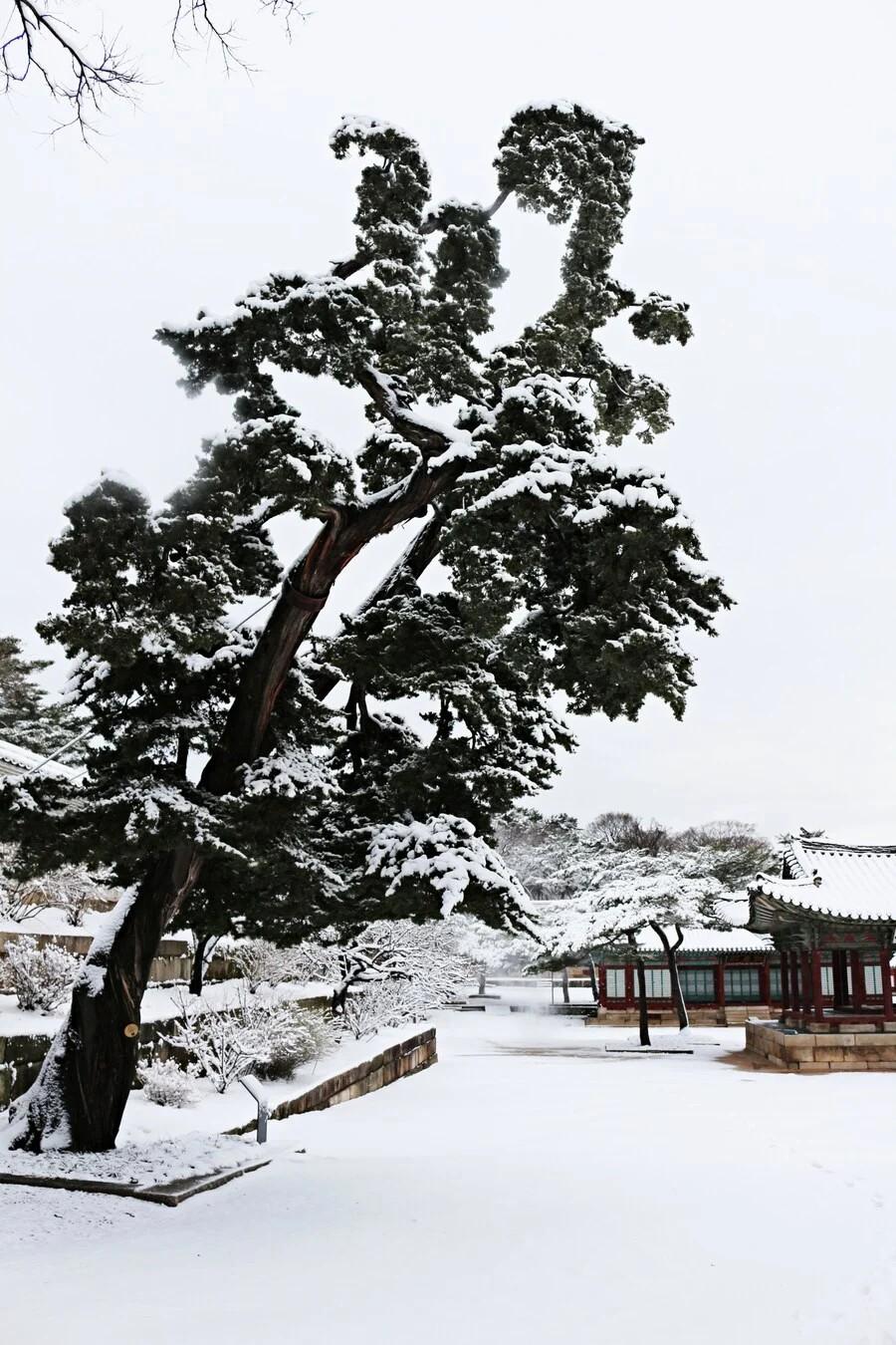 昨日雪が降って興奮した宮殿管理者たち