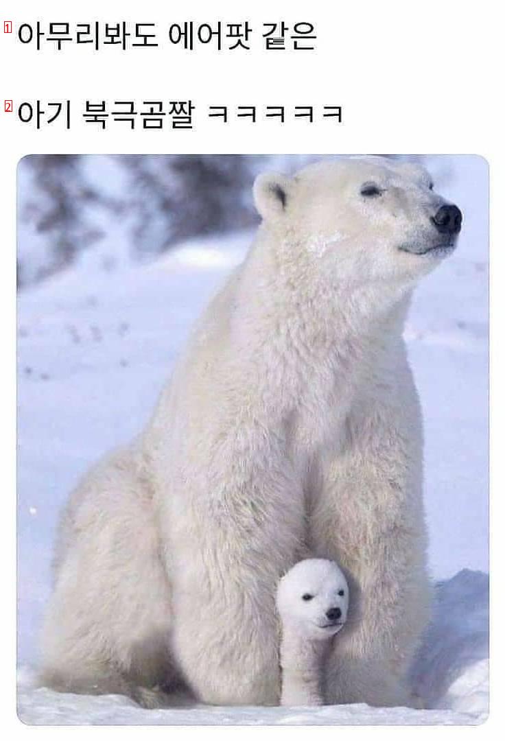 에어팟같은 아기 북극곰