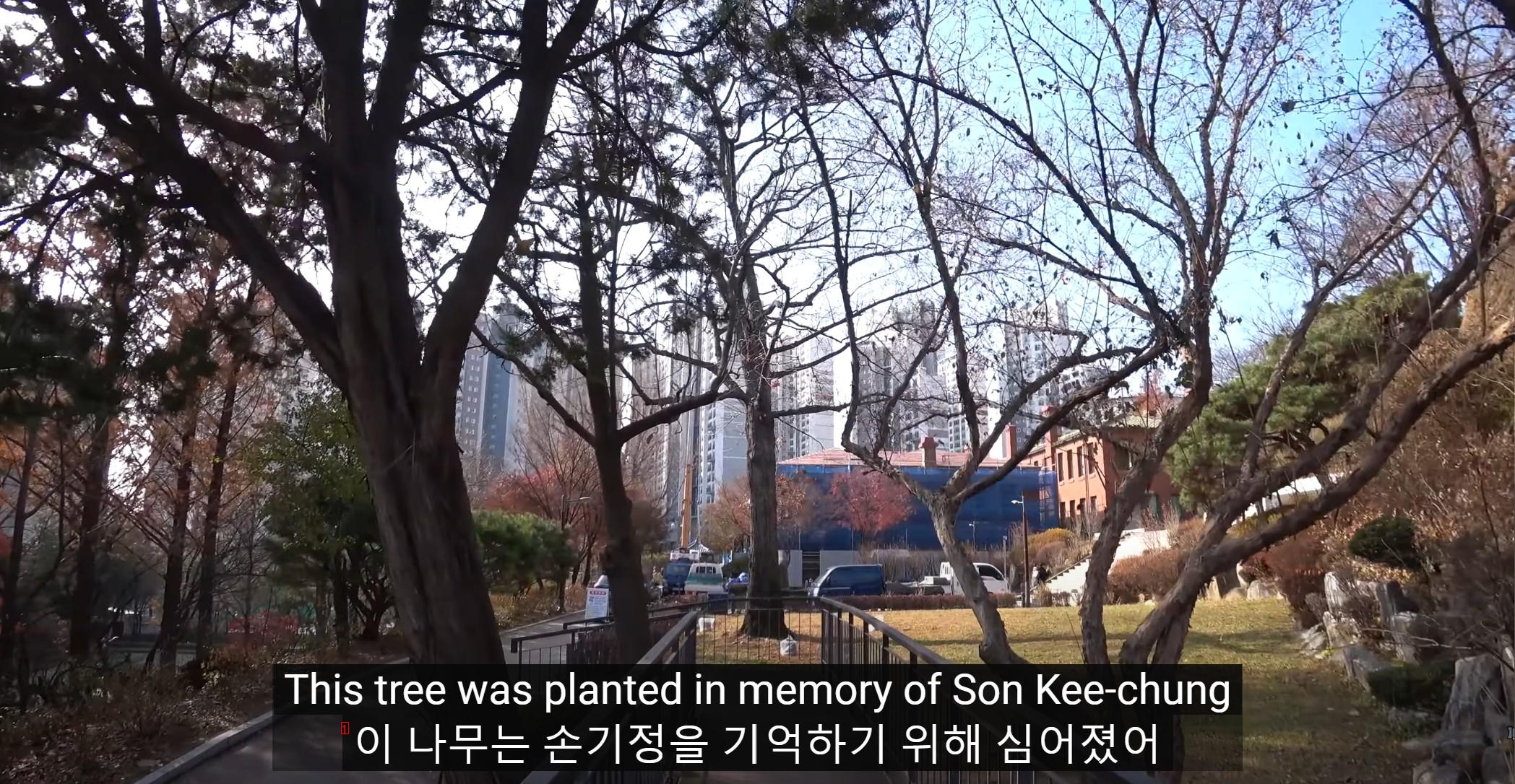 의외로 한국에 있는 히틀러가 준 나무