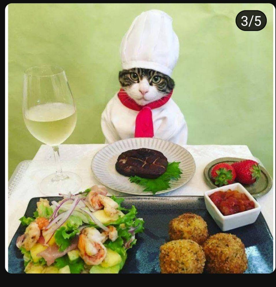 일본 고양이 요리사