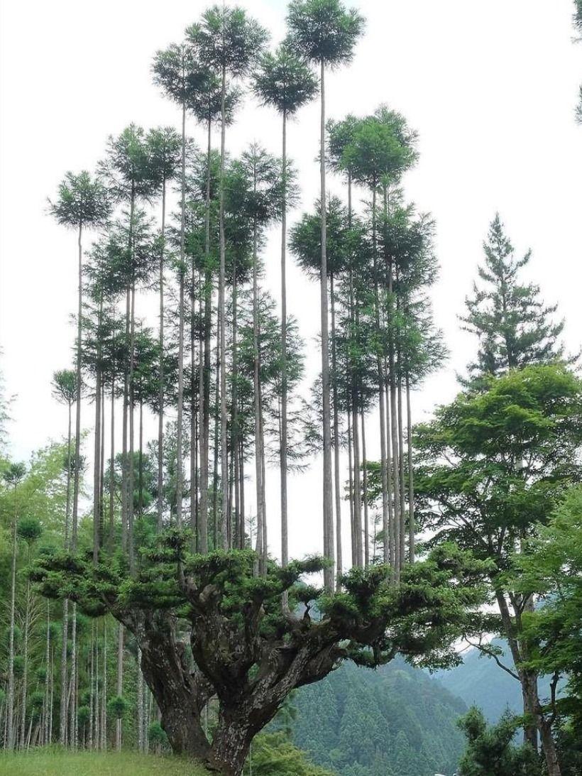 일본에서 삼나무를 재배하는 특이한 방법