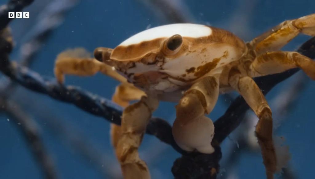 カメのヒッチハイクで愛を見つけたカニ