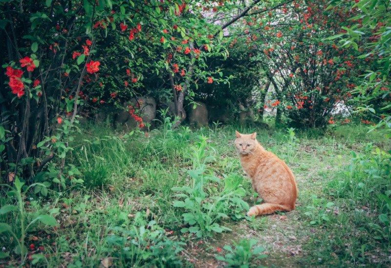 고양이가 알려준 꽃밭에서 고양이 시점으로 같이 꽃구경