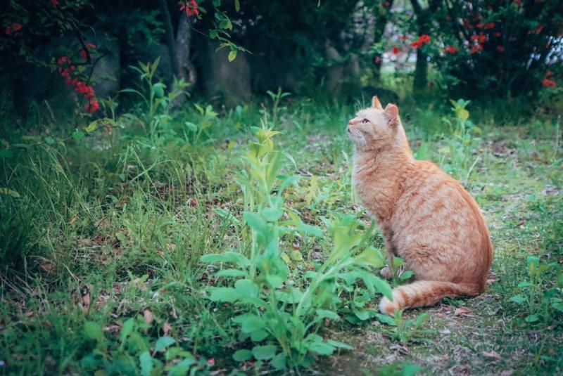 고양이가 알려준 꽃밭에서 고양이 시점으로 같이 꽃구경