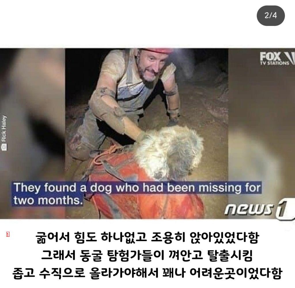 지하에서 발견된 강아지