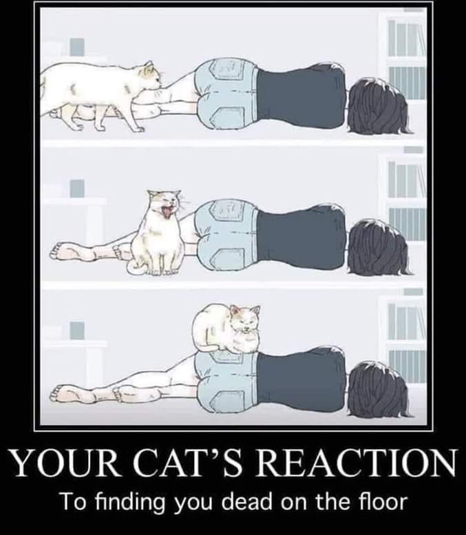 죽은집사에 대한 고양이 반응