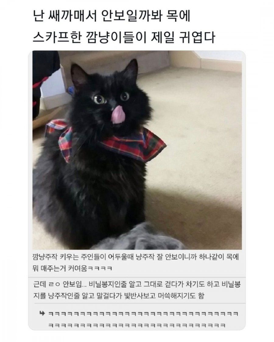 黒く見えないのでスカーフした猫